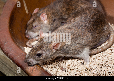 Brown Rats (Rattus norvegicus). In a poultry food trough. Stock Photo