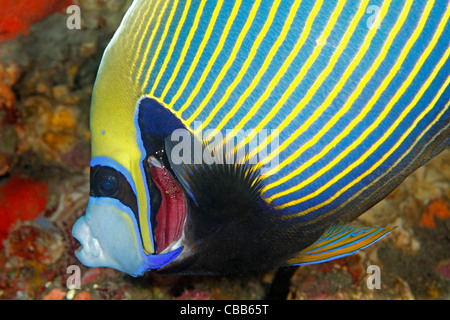 Emperor Angelfish, Pomacanthus imperator, opens the pink membranes of its gills to allow the services of a Cleaner Shrimp, Urocaridella antonbruunii Stock Photo