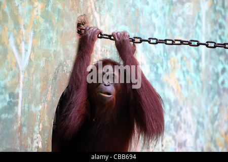 Orangutan at Lok Kawi Wildlife Reserve. Stock Photo