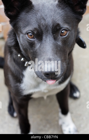 Border collie sales x kelpie temperament