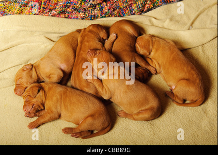 Stock photo of Hungarian Vizsla puppies Stock Photo