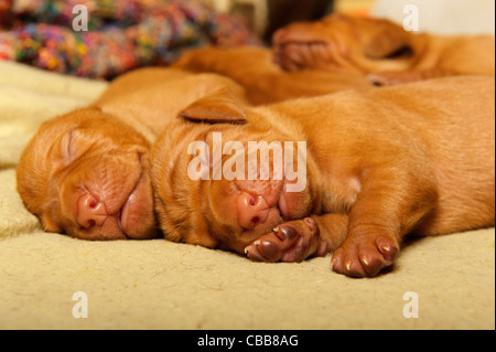 Stock photo of Hungarian Vizsla puppies Stock Photo