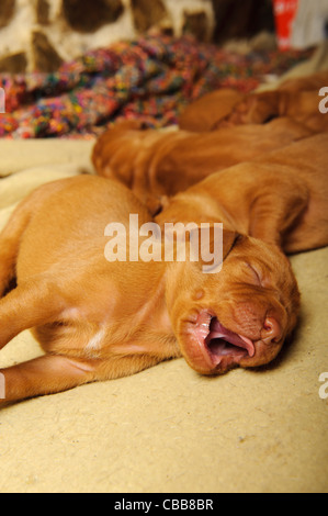 Stock photo of Hungarian Vizsla puppies Stock Photo