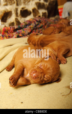 Stock photo of Hungarian Vizsla puppies Stock Photo