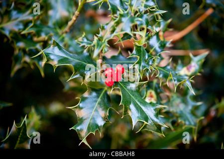 Red berries on a holly bush Stock Photo