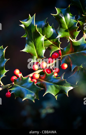 Red berries on a holly bush Stock Photo