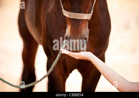 A woman feeding a horse, close-up Stock Photo