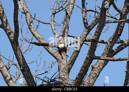 bald eagle flies from the nest Stock Photo