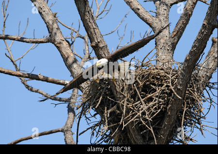 bald eagle flies from the nest Stock Photo