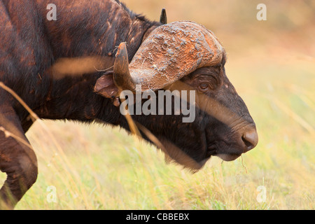 African buffalo / Syncerus caffer  eating in South Africa / Kruger Park Stock Photo
