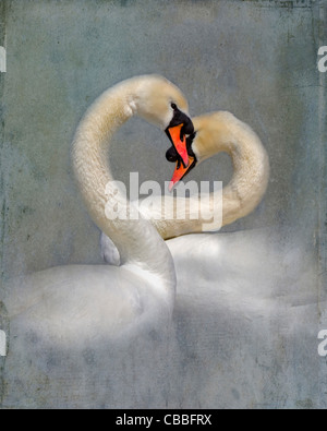 A pair of mute swans, Cygnus olor, courting in spring. Stock Photo