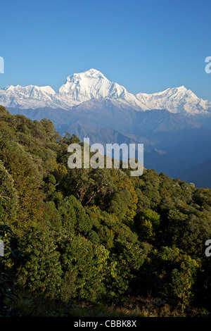 View of Dhaulagiri from trek between Ghorepani and Tadapani with forest of oak, magnolia and rhododendron, Annapurna Sanctuary Stock Photo