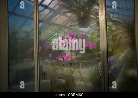 The garden of Auteuil's greenhouses, Orchids greenhouses. Stock Photo