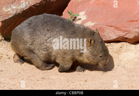 Wombat (Vombatus ursinus) Stock Photo