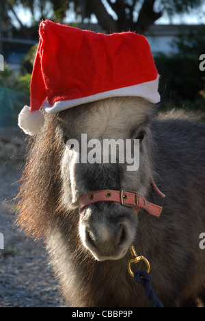 Falabella miniature horse, wearing a Christmas hat Stock Photo