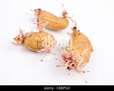 Sprouting potatoes Stock Photo