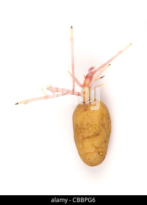 Sprouting potatoes Stock Photo