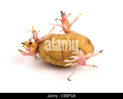 Sprouting potatoes Stock Photo