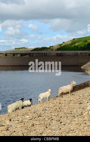 Sheep on the exposed bed of Meldon Reservoir during a dry summer in Dartmoor National Park near Okehampton, Devon, England. Stock Photo