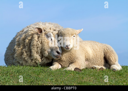 Domestic sheep with young animal (Ovis orientalis aries) Stock Photo