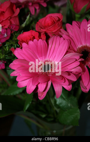 Large pink Gerbera  or Barberton daisy. Stock Photo