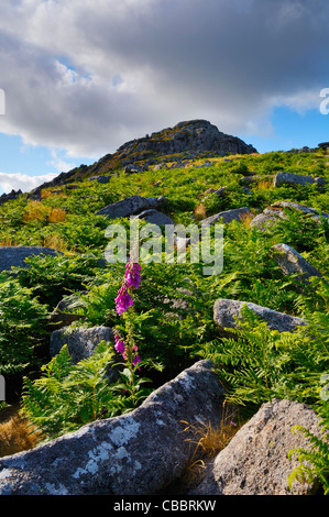 Sheeps Tor near Tavistock in the Dartmoor National Park, Devon, England. Stock Photo