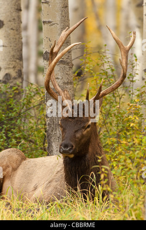 Young bull elk with deformed antlers resting  during annual autumn rutting season-Jasper National Park, Alberta, Canada. Stock Photo