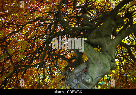 the tree and its neighbours, Beech twisted in the fall Stock Photo