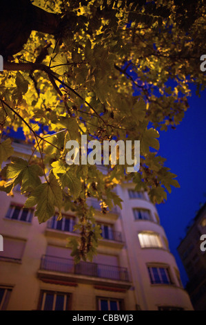 The tree and its neighbours, Maple leaf green traffic light. Stock Photo