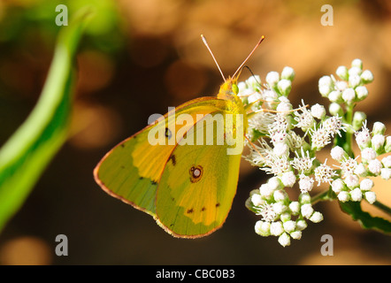 Orange Sulphur butterfly Stock Photo