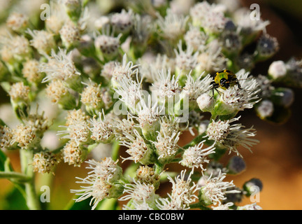 Late-flowering Boneset with bug Stock Photo