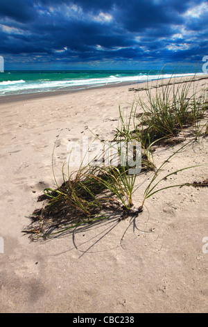 Wild plants on the beach in Florida. Stock Photo