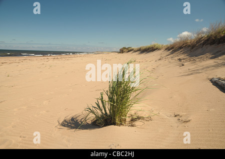 A beach not being occupied by tourists is a great place to visit at Greenwich, Canada, Prince Edward Island National Park. Stock Photo