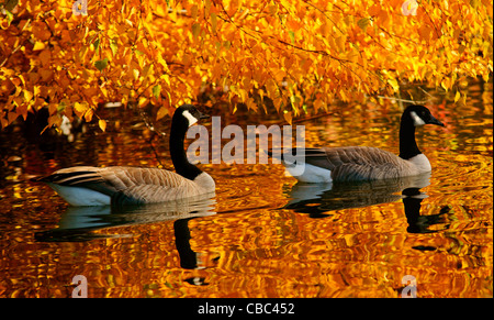 Cackling Geese (Branta hutchinsii) swimming in pond with fall colors Stock Photo