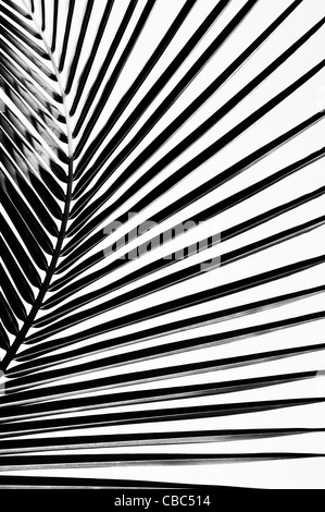 Coconut palm tree leaf pattern. India. Black and White Stock Photo