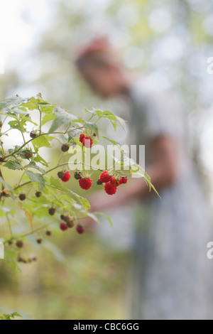 Close up of raspberries on bush Stock Photo