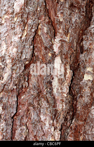 Scots Pine Bark - Pinus sylvestris Stock Photo