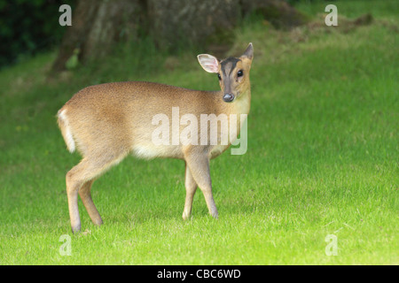 Muntjac deer - Muntiacus reevesi Stock Photo