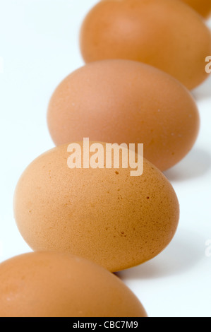 brown hens eggs in a row against a white background Stock Photo