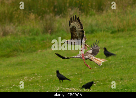 Common Buzzard flying away with large piece of meat above a field near Rhayader in Wales, United Kingdom. Stock Photo