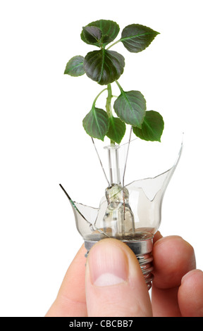 The broken bulb in a hand with a plant growing from it. It is isolated on a white background Stock Photo