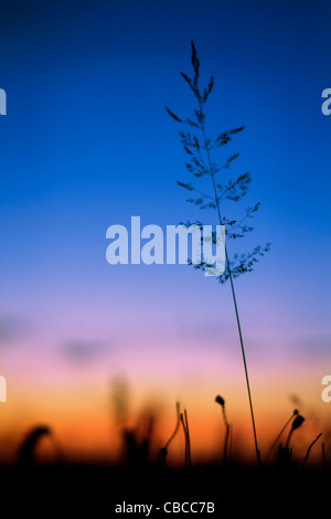 SUNSET SILHOUETTE image of Yorkshire Fog grass with poppy seed heads, taken in Somerset, United Kingdom Stock Photo