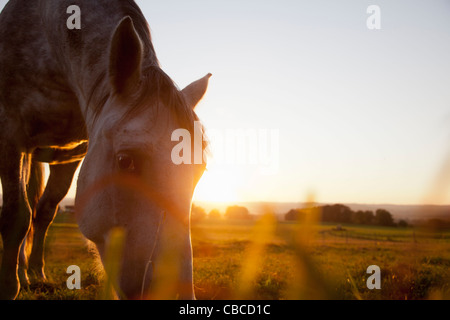 Hose grazing in rural field Stock Photo