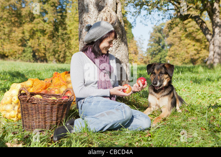 Woman picking apples with dog Stock Photo