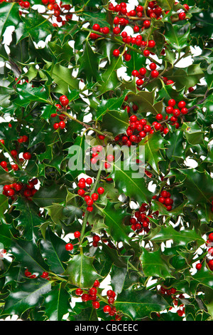 Photo of holly with red berries filling the frame with a white background. Stock Photo