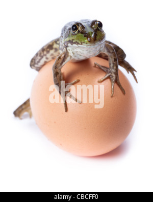 Marsh Frog (Rana ridibunda) in front of white background, isolated. Stock Photo