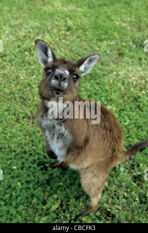 Funny portrait of subspecy of Western grey Kangaroo (Macropus fuliginosus fuliginosus), Kangaroo island, South Australia Stock Photo