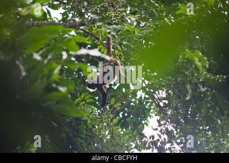 A geoffroy's spider monkey (Ateles geoffroyi) hangs from a tree by its tail in Tortuguero National Park, Costa Rica Stock Photo