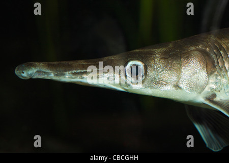 Spotted Gar, Lepisosteus oculatus, Florida, USA Stock Photo