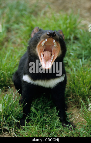 Tasmanian devil yawning (Sarcophilus harrisii), Tasmanian Devil Conservation Park, Taranna, Tasmania, Australia Stock Photo